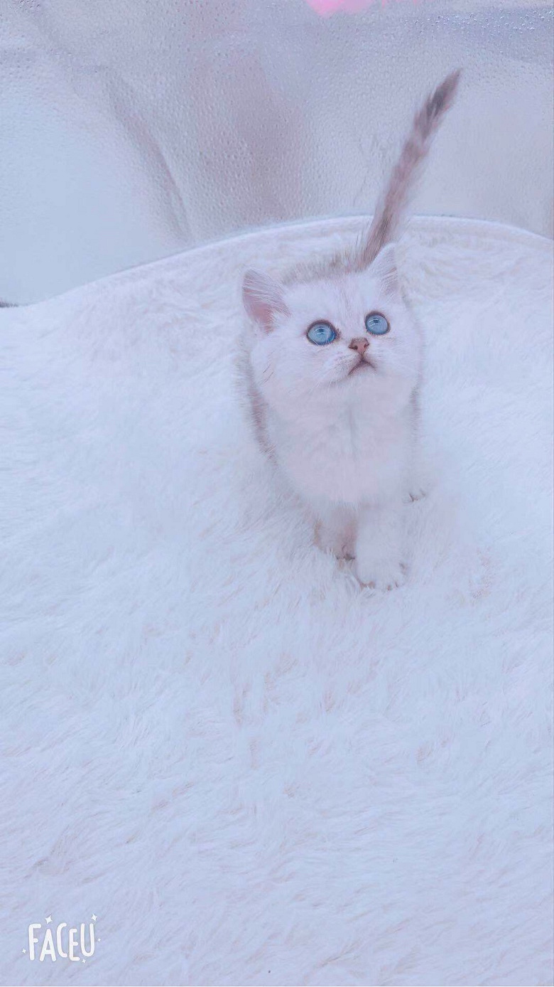 想养猫的宝宝可以加我微信18072793