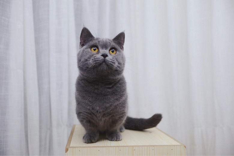 曼基康矮脚蓝猫纯蓝曼基康