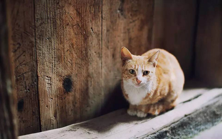 不给猫咪做绝育,你凭什么说爱它?