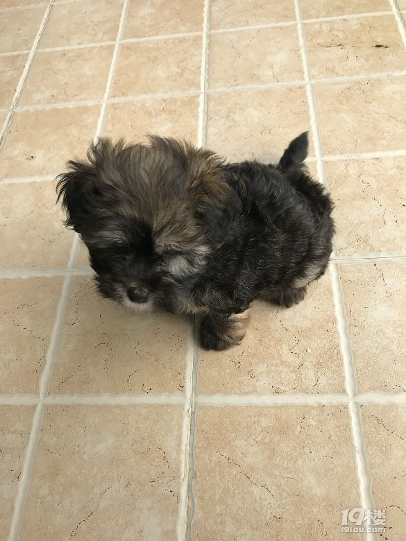 贵宾串串狗免费的领养