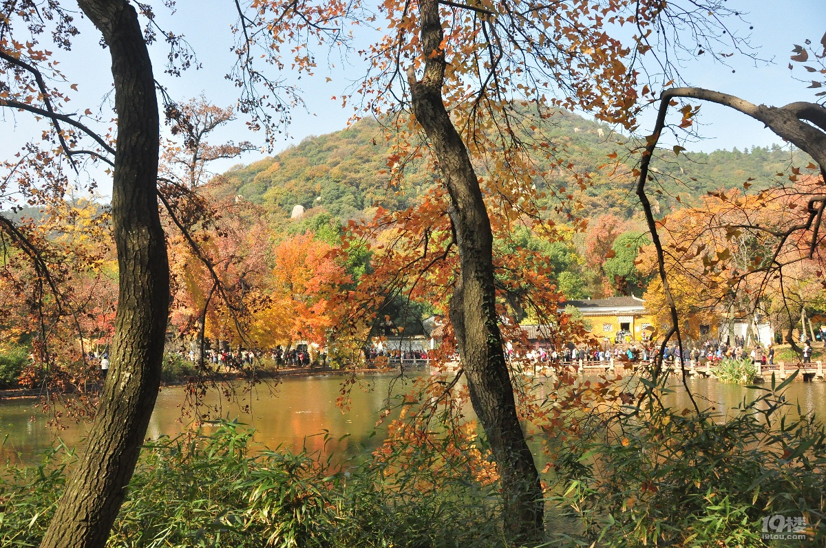蘇州天平山之五彩楓