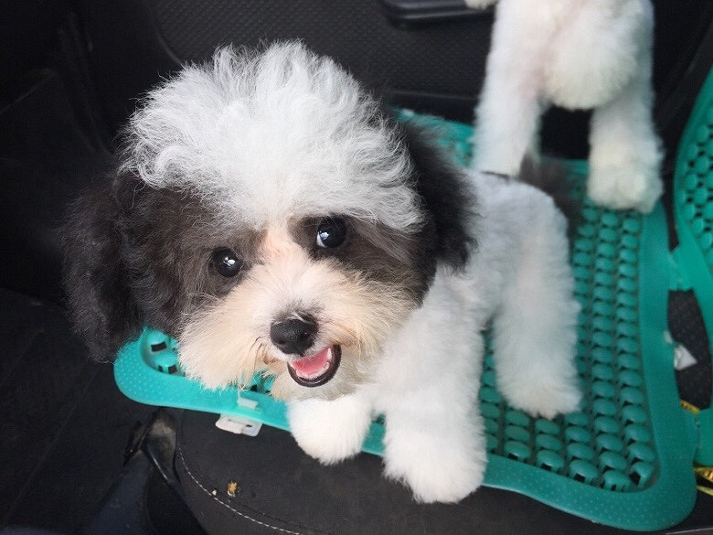 茶杯犬灰白花贵