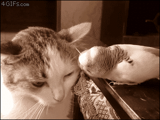 鹦鹉这种生物,装的了死,卖的了萌,还敢作死调戏喵星人,真是贱-吸猫