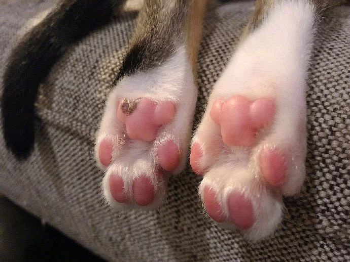 从来没有见过这么诱惑的猫脚,下一秒就想吃掉.
