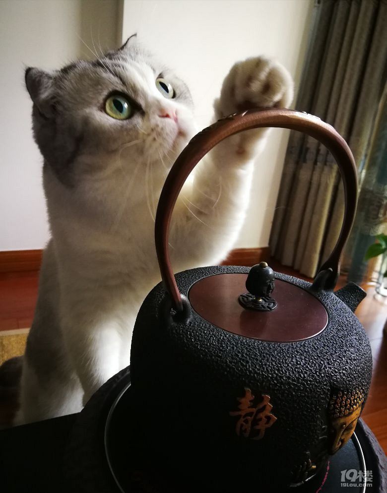 佛系猫咪