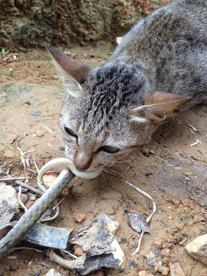 猫抓到一只蛇,结果另一只猫过来抢,就这样开始了拔河.....-吸猫-杭州1