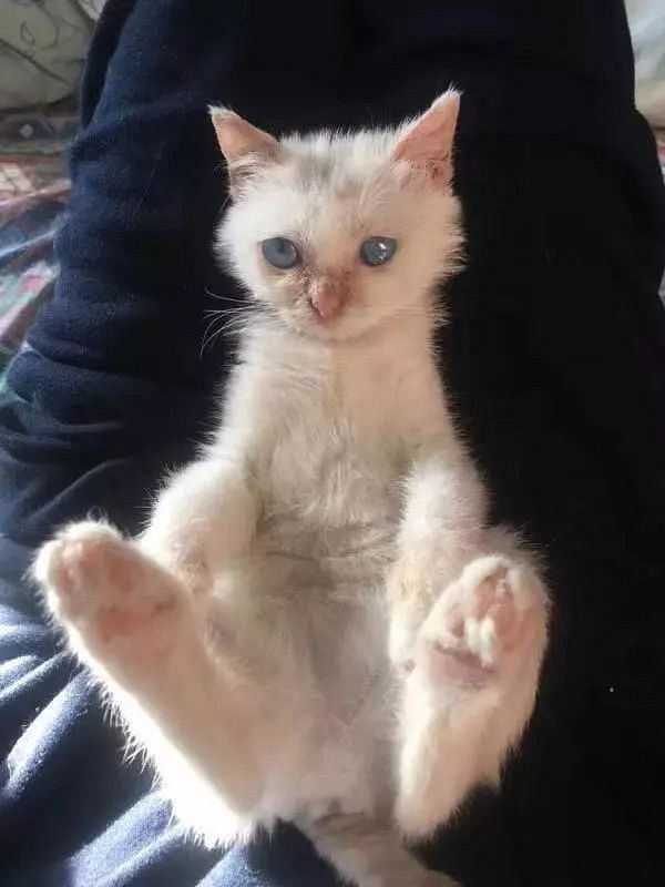 有一只小猫它叫瑞拉,抖音上有82万人都在心疼它.