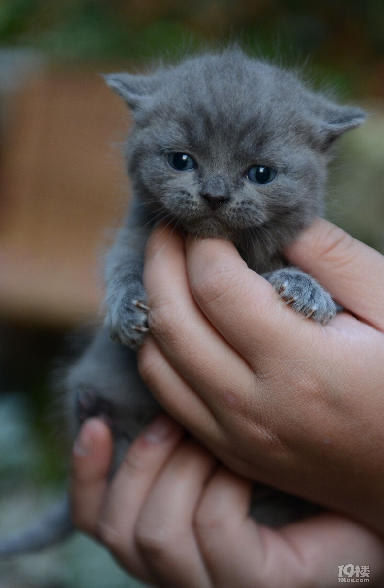 近乎圆滚滚的小蓝猫照片我家也有,哈哈