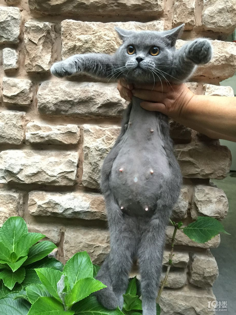 给猫剃毛,无异于是一场战争.