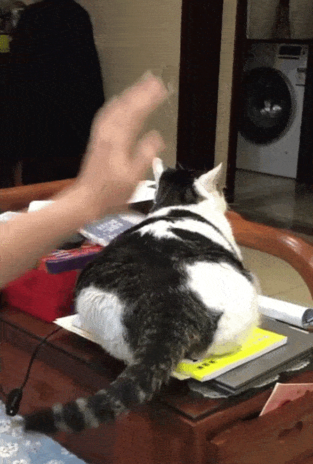 如何正确赏玩一只翘屁嫩猫?3招让猫爽上天