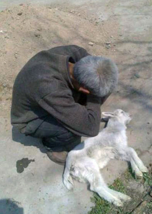 图片来源:凤凰网资讯 最后羊羔还是死了, 他就蹲在旁边哭得不能自已