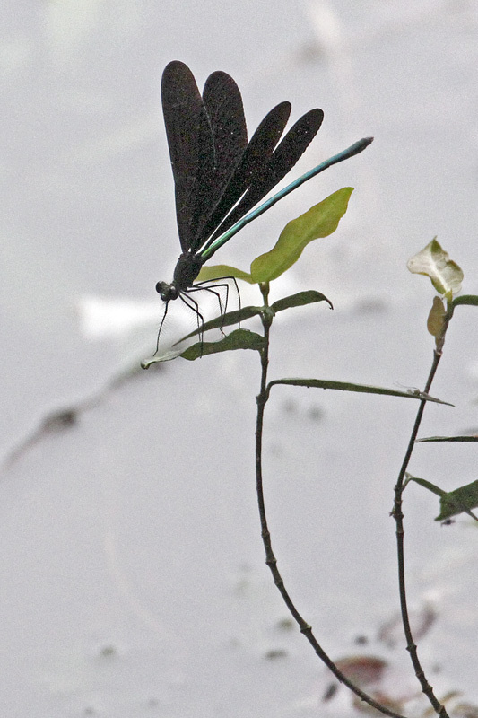 黑翅蓝豆娘分享