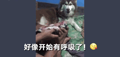 二哈宝宝出生时没有呼吸 主人忙做人工呼吸 竟成功救活 撸狗 杭州19楼