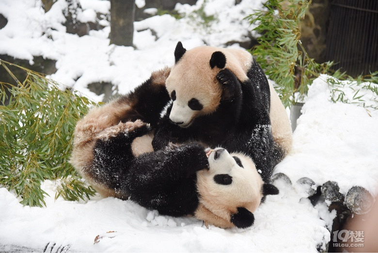 杭州動物園的兩隻大熊貓寶寶你們不覺得冷嗎