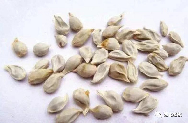 明日最低气温4武汉今早已下起雪籽网友车里像炸鞭骑