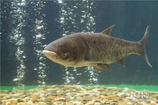 正宗千岛湖有机胖头鱼