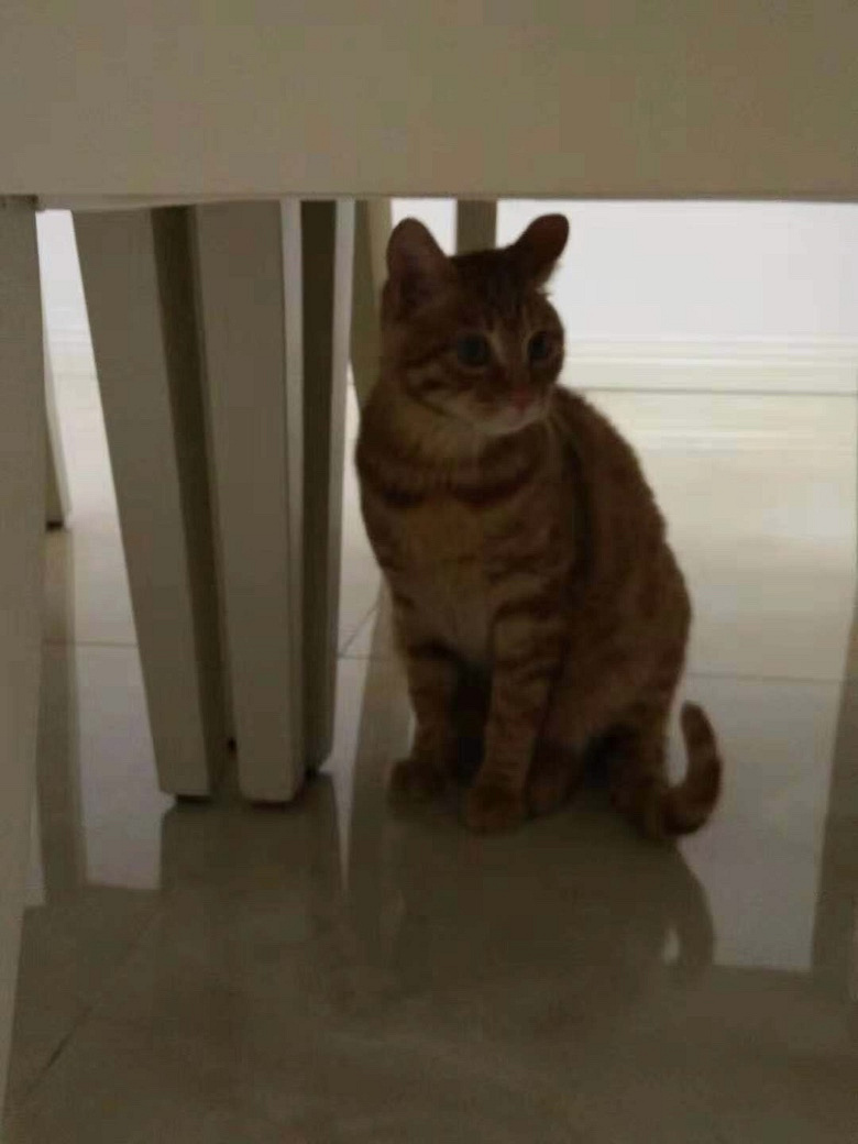 橘猫。性格乖巧粘人,因为家里有狸猫了。俩