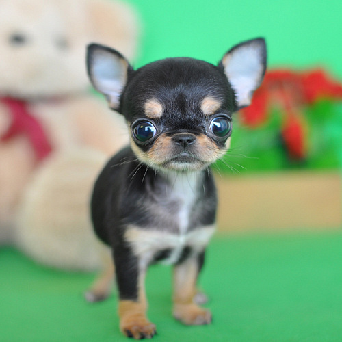 纯种健康苹果头吉娃娃