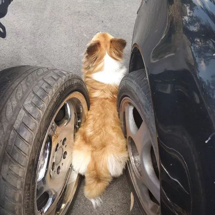 柯基从两辆车中间过,头和身子是过去了,但是屁股.