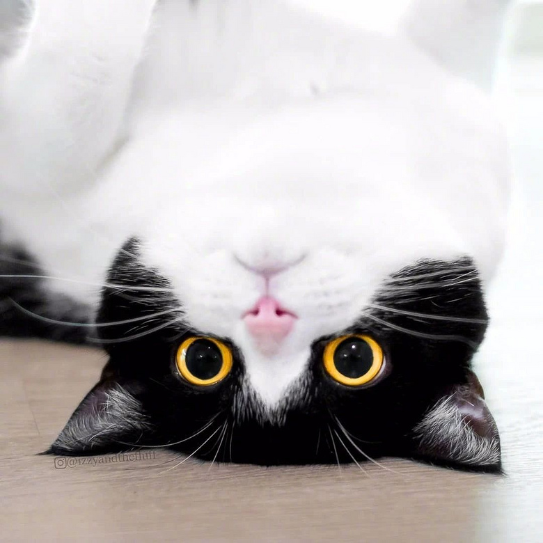 距离2018年还剩18天,你还没找到一个好看的猫头像?