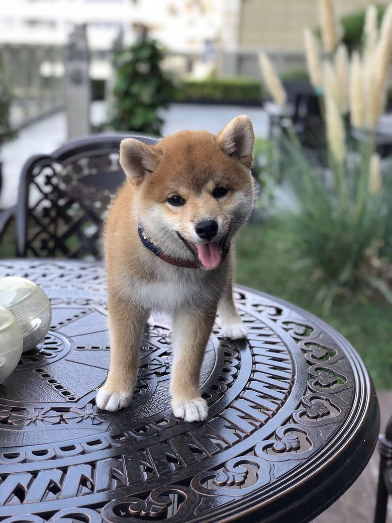 聪明可爱的柴犬宝宝 疫苗齐全-我要送养-宠物送养区-杭州19楼