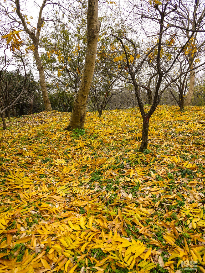 蓮花灘，西溪濕地又推出新的免費(fèi)玩的地方了。。。。
