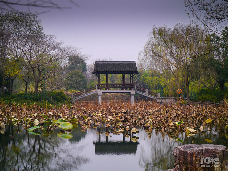 蓮花灘，西溪濕地又推出新的免費(fèi)玩的地方了。。。。