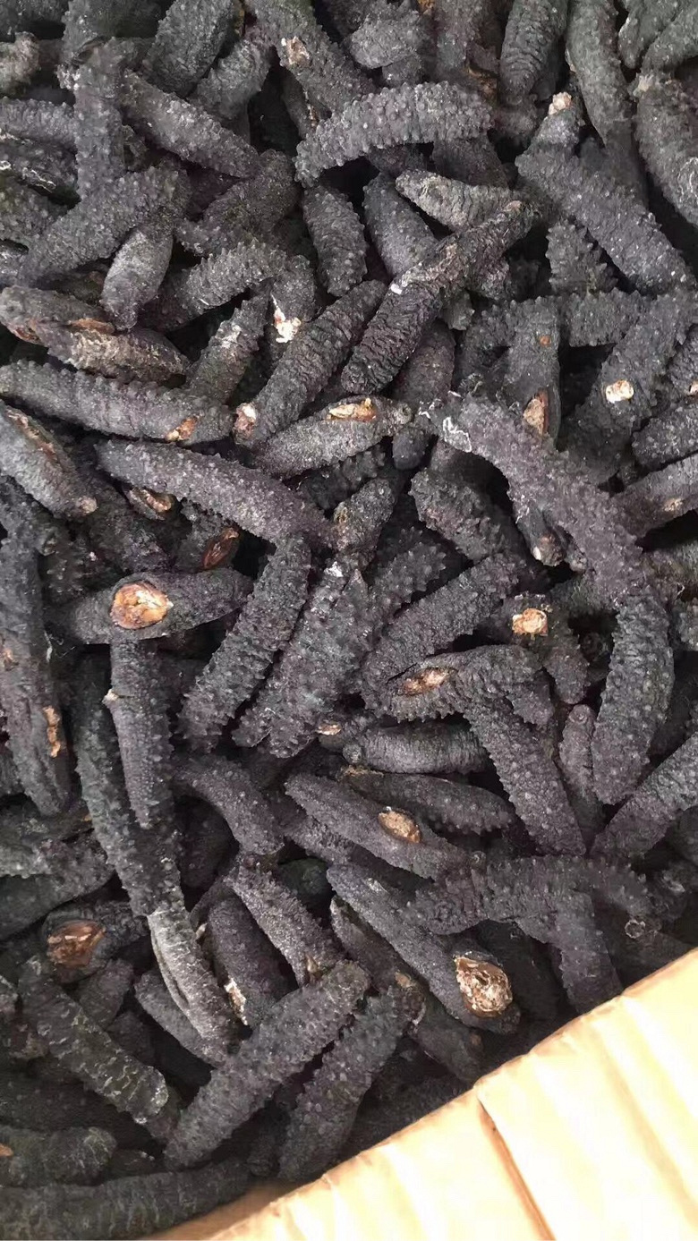 希腊野生海参,过年送礼(礼盒装)