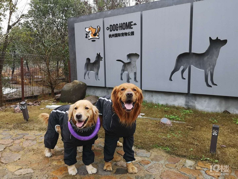 以后带狗出行有了好去处杭州国际宠物公园一期基本完成