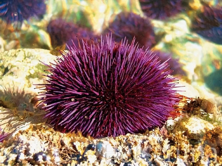 如此强大的清洁力,是因为其中含有一种紫海胆的成分以及其他褐藻类的