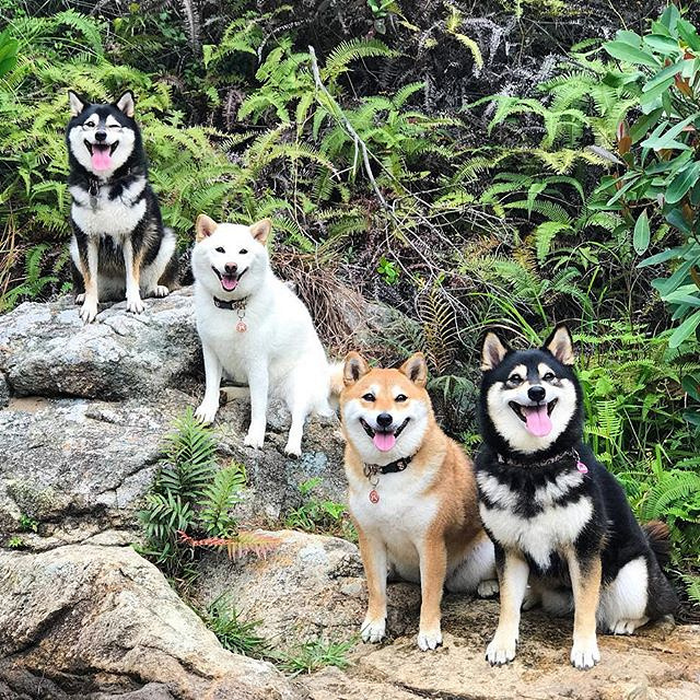 杭州19楼 家有宠物 撸狗 有的人还在期盼拥有一只柴.