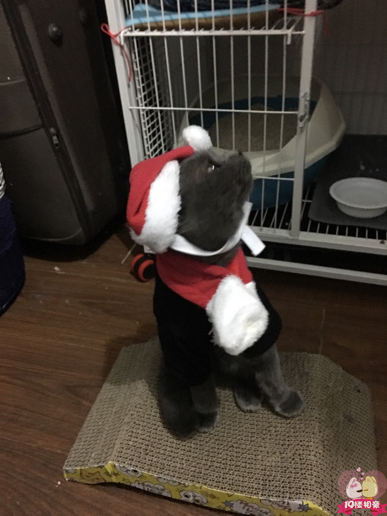 回手掏,鬼刀一开看不见,走位走位。一脸的不情