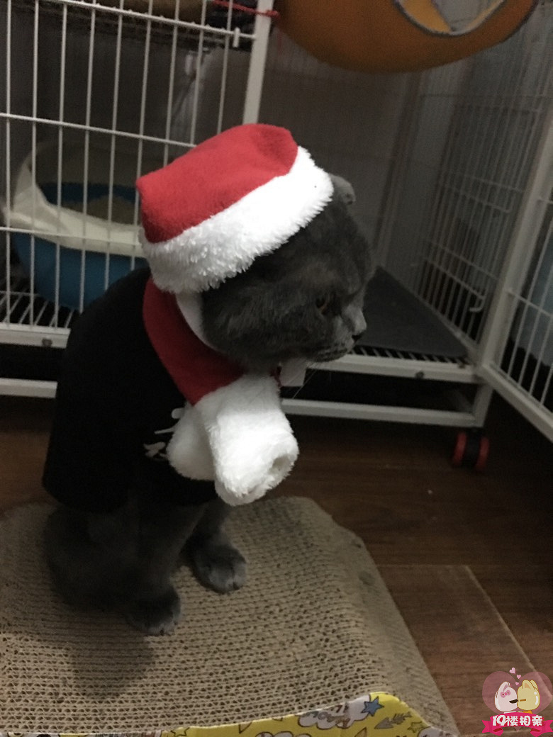 回手掏,鬼刀一开看不见,走位走位。一脸的不情