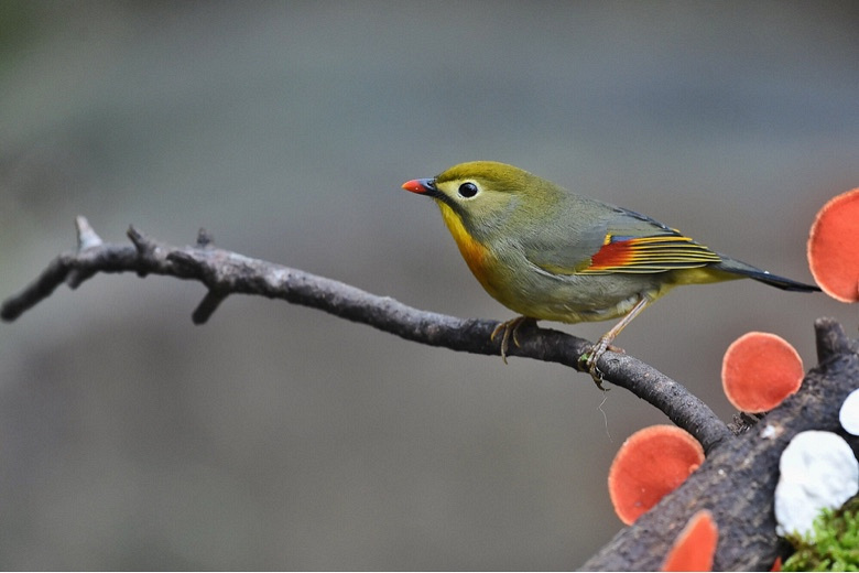 桔红色蘑菇枝上的相思鸟