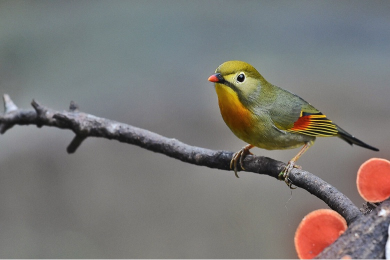 桔红色蘑菇枝上的相思鸟