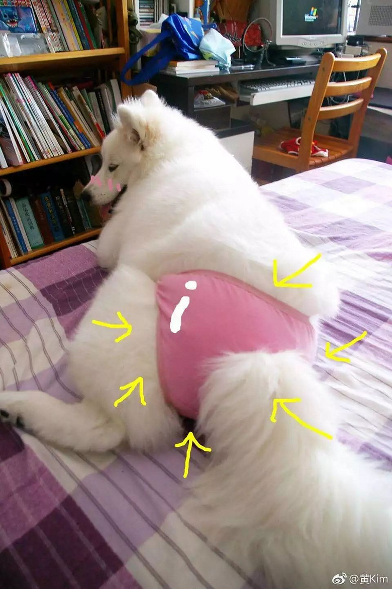 当狗狗来了"大姨妈".丧心病狂的主人们纷纷po出邪恶照!