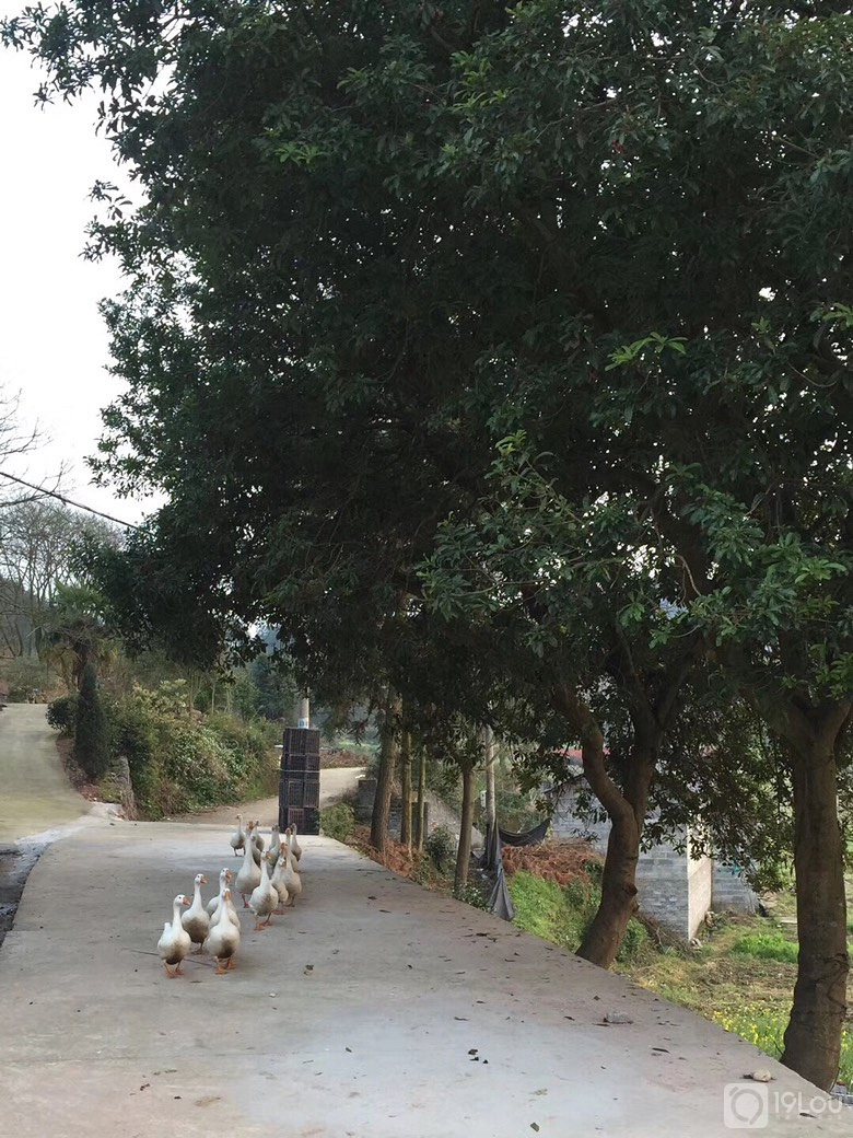 儿时的记忆,想家了