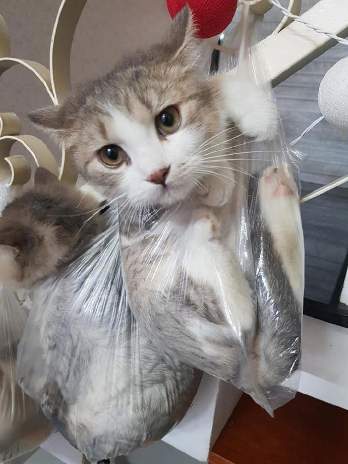 小猫团伙作案打碎花瓶,于是齐齐整整被.