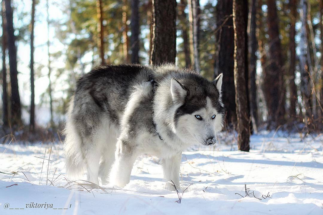 看多了二哈犯二的样子,今天就来看它正经地帅一把!