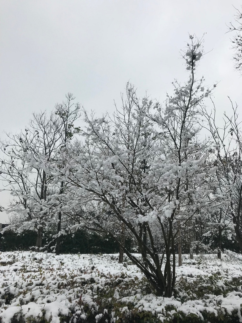 忽如一夜春风来 千树万树梨花开