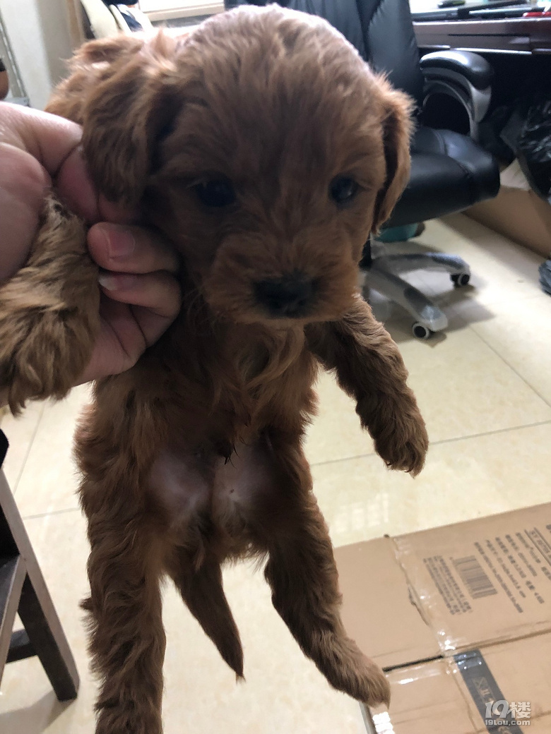 小狗狗免费送,金毛串田园,限杭州市区