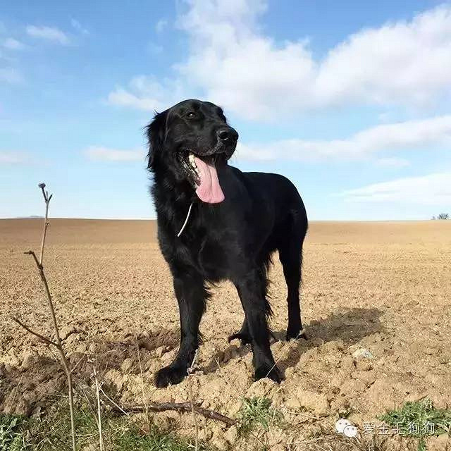 黑色的金毛犬?你见过没?