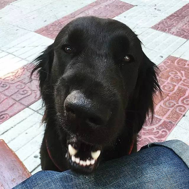 黑色的金毛犬?你见过没?