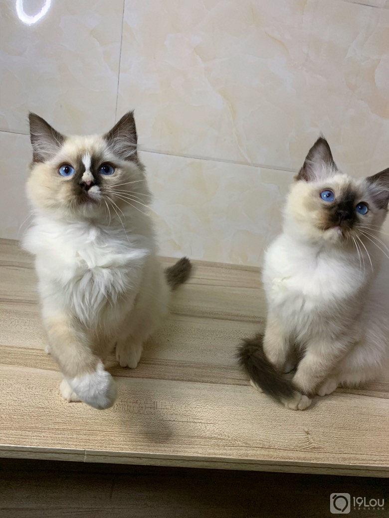 海豹手套布偶mm眼色素5度适合繁育懂的来父母可查