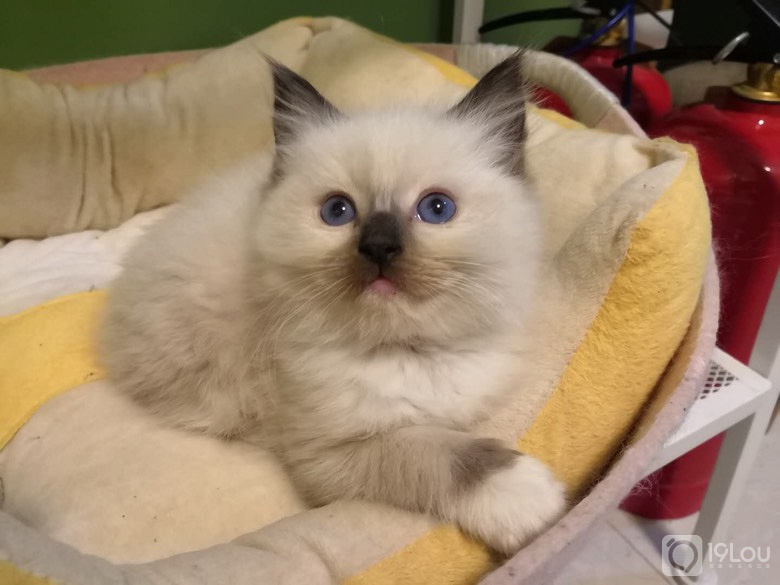 海豹手套布偶mm眼色素5度适合繁育懂的来父母可查