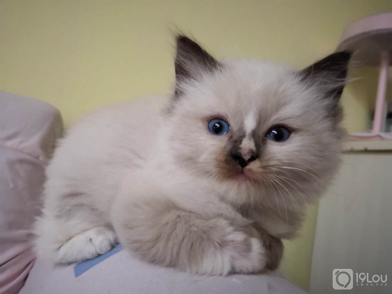 海豹手套布偶mm眼色素5度适合繁育懂的来父母可查