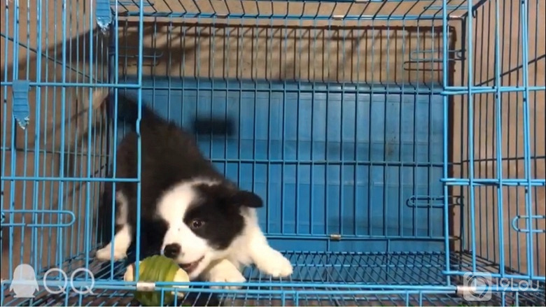 家养边境牧羊犬,一针进口疫苗,喜欢的私聊