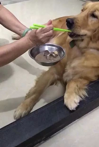 金毛耍脾气绝食,主人无奈用小勺一口一口哄着吃,真是个祖宗!