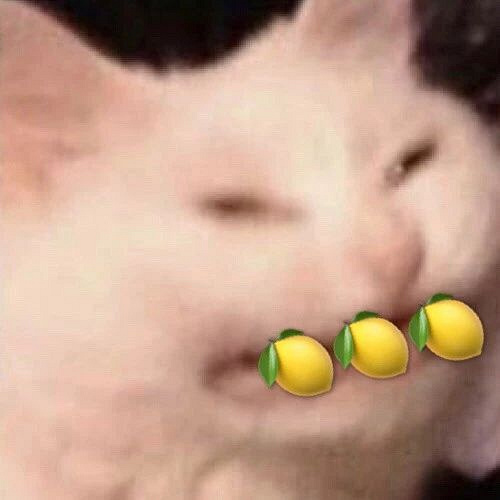 把猫和柠檬p在一起,隔着屏幕都感觉酸.