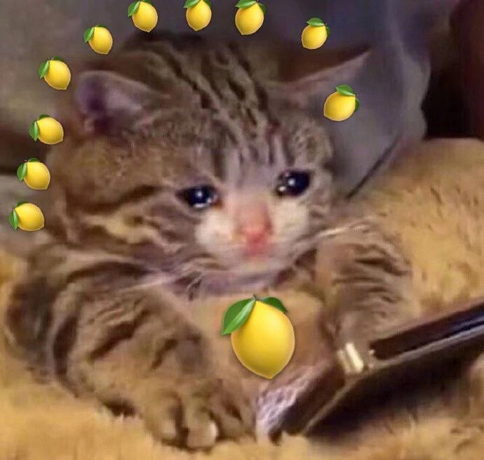 把猫和柠檬p在一起,隔着屏幕都感觉酸.